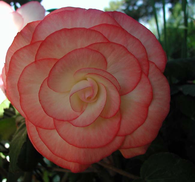 B. ‘Fairylight’